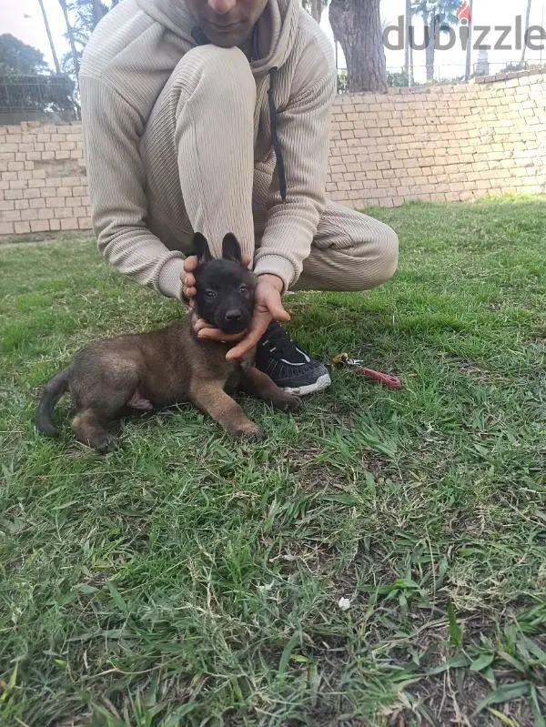 جرو مالينو