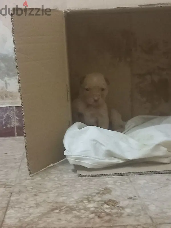Netaia Pitbull65616945804034121