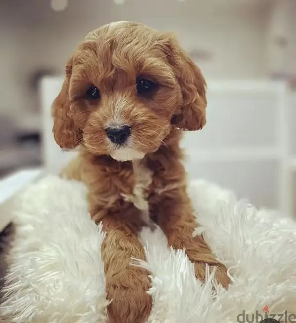 puppy Cokapoo65616945244161125