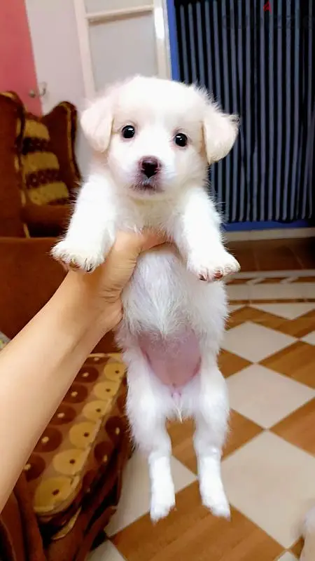 3 Griffon Dogs for Sale
