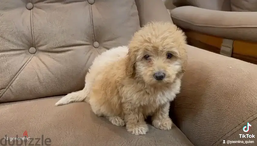 Two Maltese Bichon Puppies