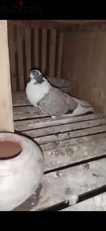 محمود جابر
