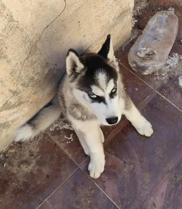 جرو هاسكي بيور65619903799171122