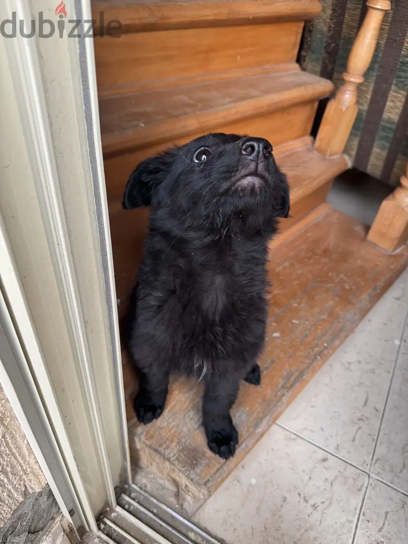 german shepherd royal black65619903587970121