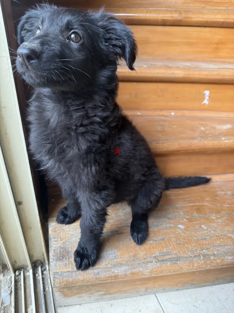 german shepherd royal black65619903587970122