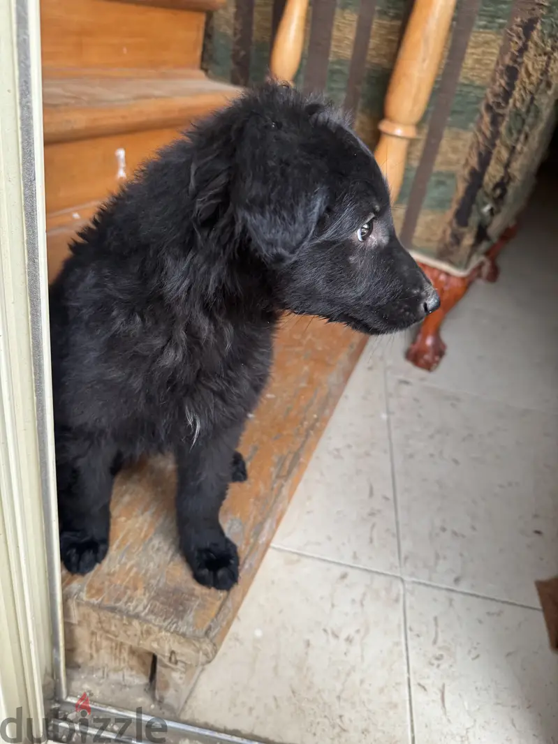 german shepherd royal black65619903587970123