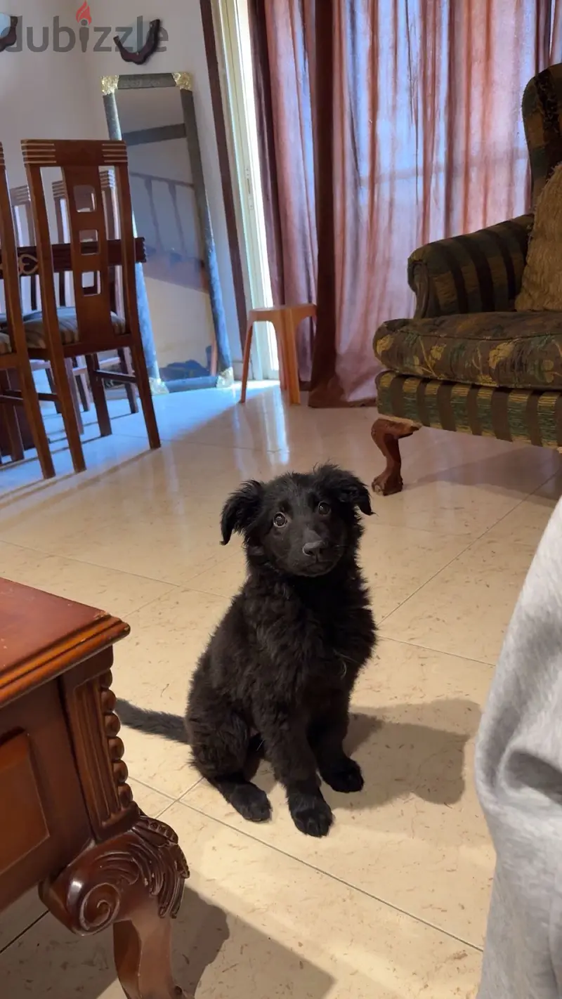 german shepherd royal black65619903587970124