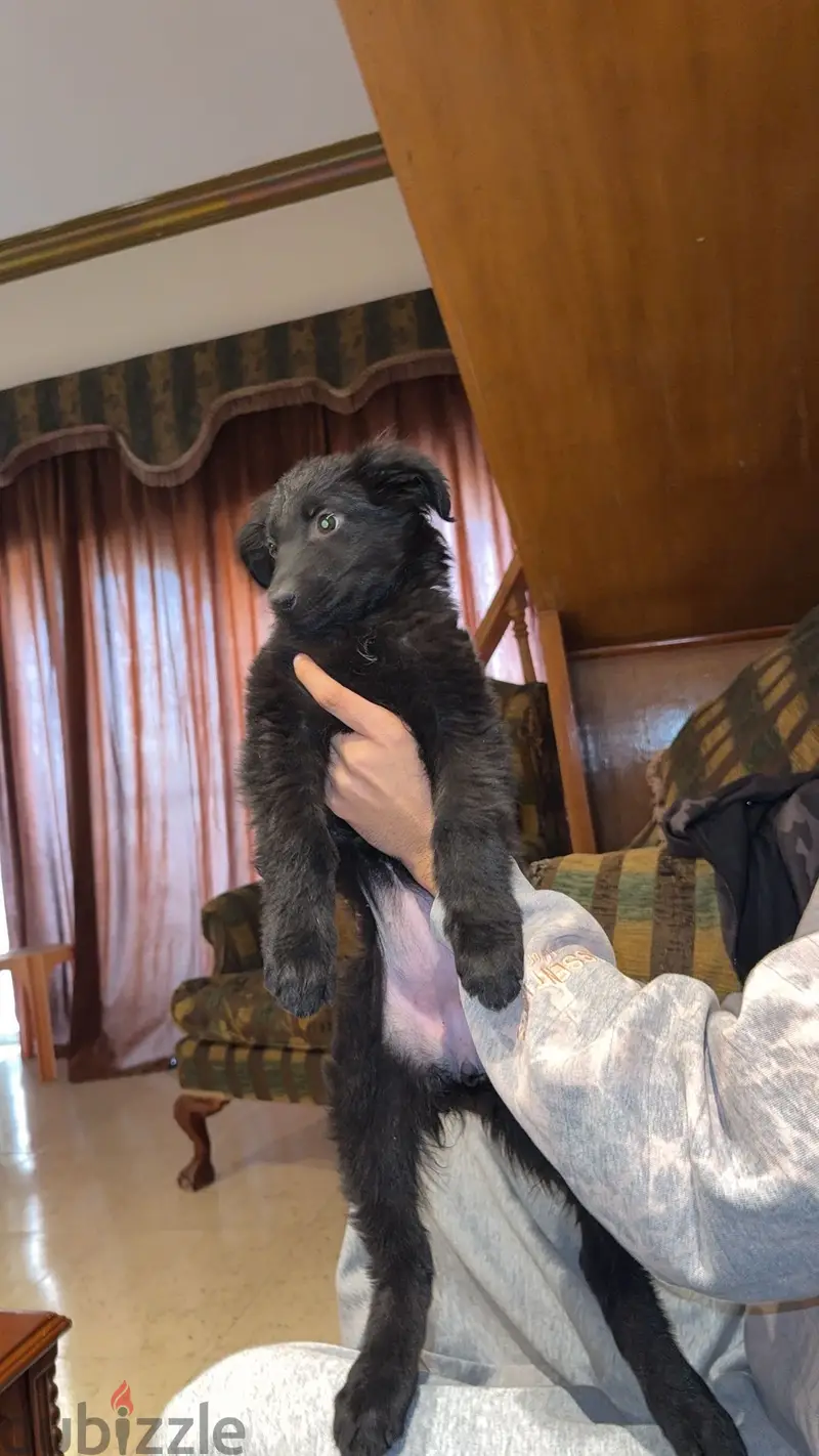 german shepherd royal black65619903587970125