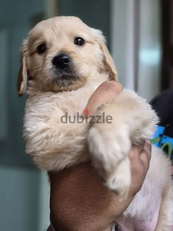 golden retriever