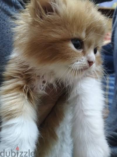 Cat Cat Cats in Hurghada dubizzle Egypt (OLX)