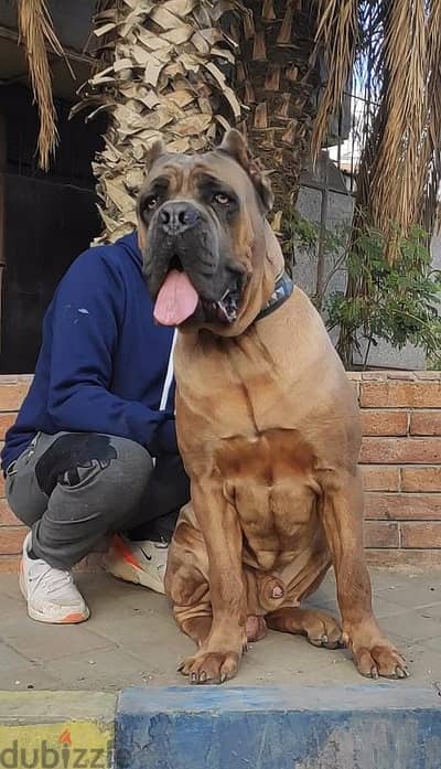 دكر كين كورسو cane corso للجواز فقط
