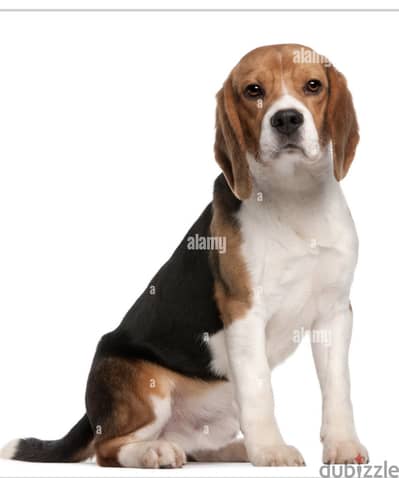 Beagle Dog with his passport and Vaccinations age: 1 year