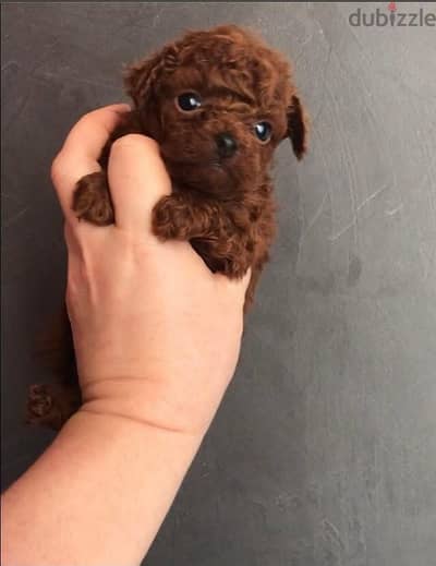 poodle puppies dark red