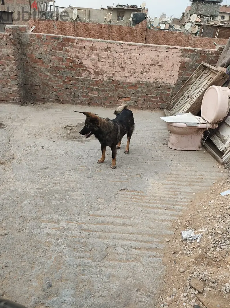 He is 5 months old65620457113219121