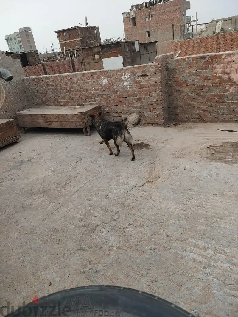 He is 5 months old65620457113219122