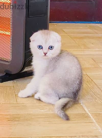 قطه سكوتش فولدScottish Fold Cat Ay11 S Shaded
