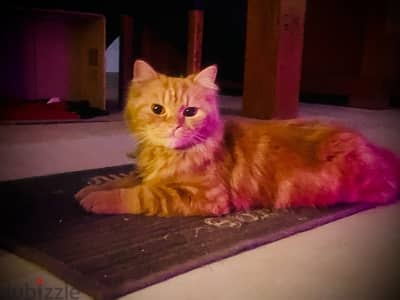 Gorgeous orange persian cat