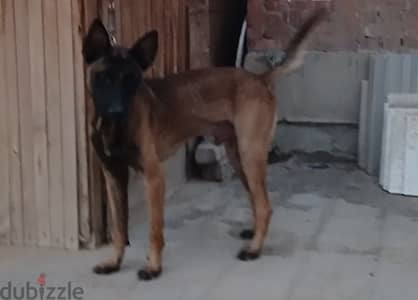 للزواج دكر مالينو استندر باقل سعر فى مصر