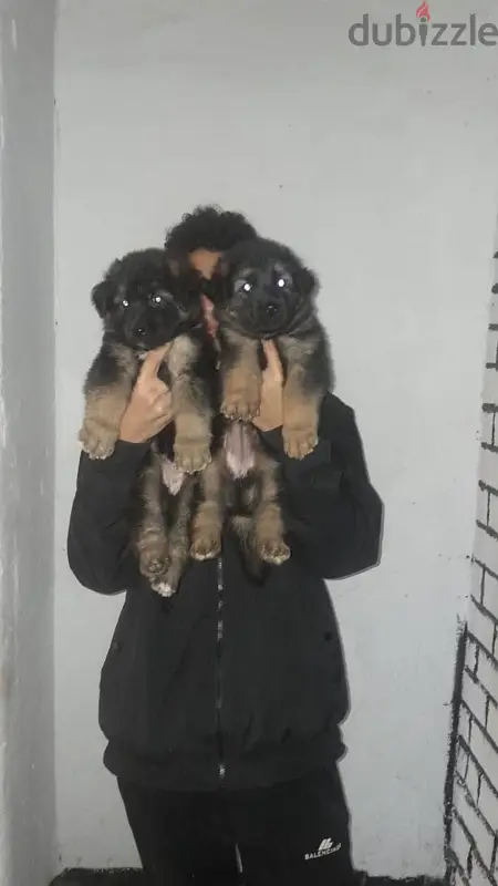 German Dogs65620456816129121