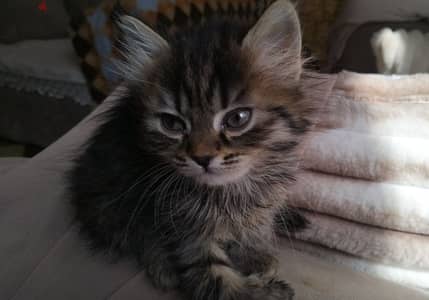 Long-Haired Kitten