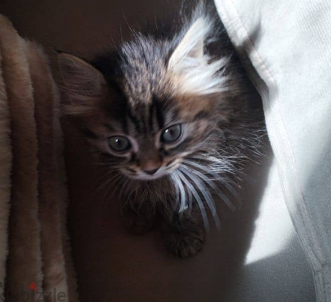 Long-Haired Kitten 1