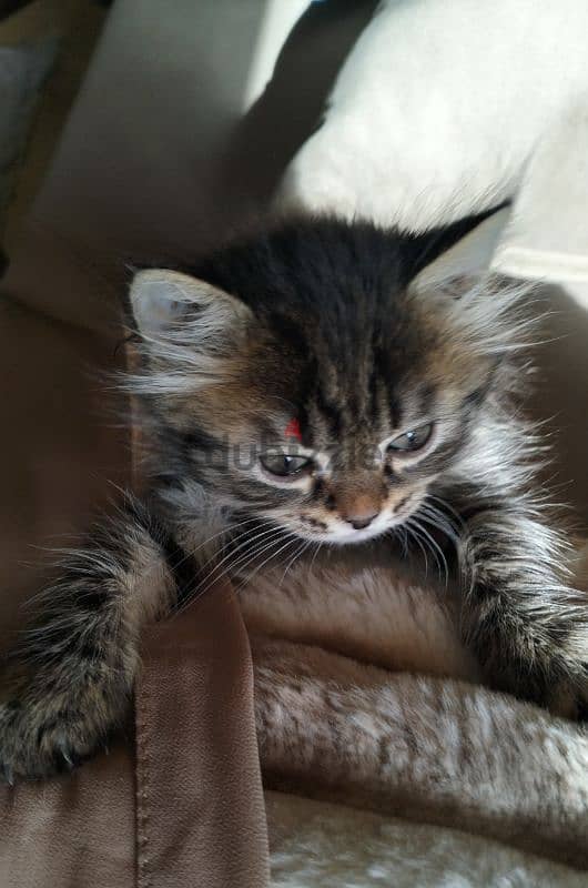 Long-Haired Kitten 2