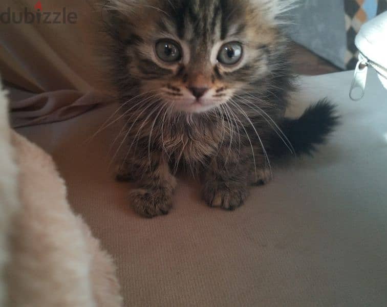 Long-Haired Kitten 3