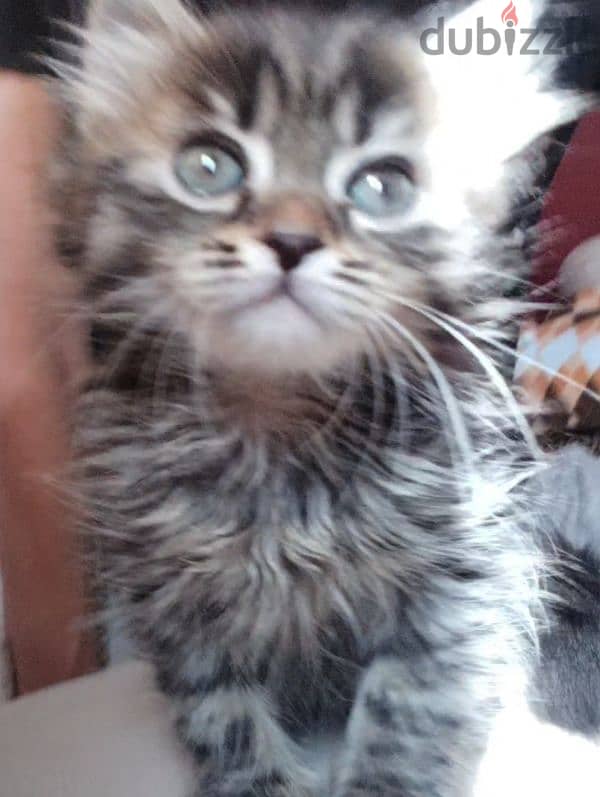 Long-Haired Kitten 4
