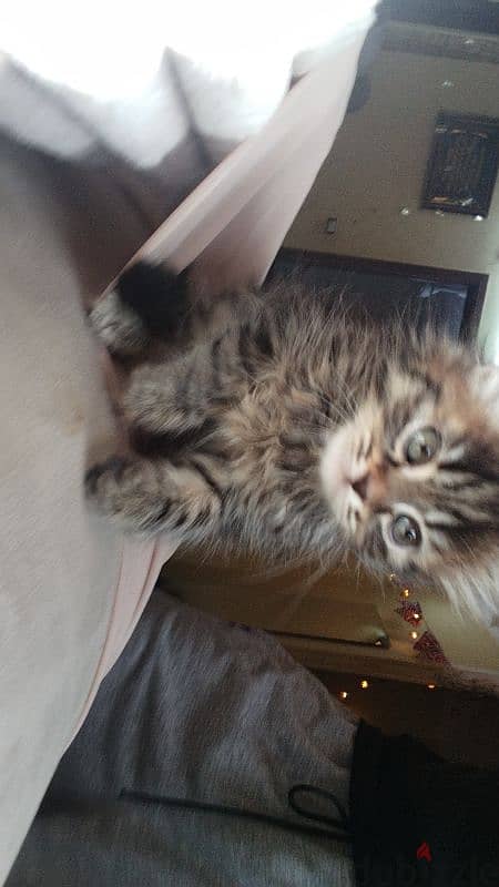 Long-Haired Kitten 5