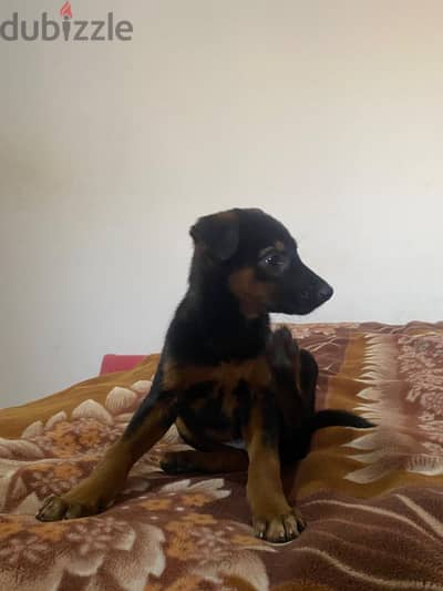 German Shepard