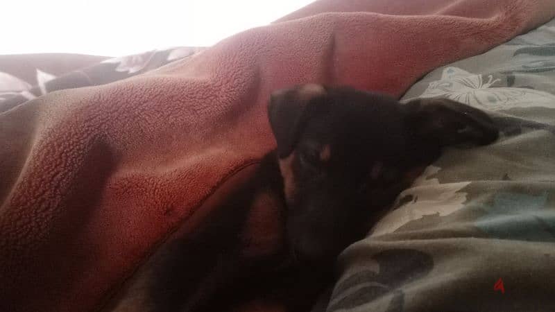 German Shepard 1