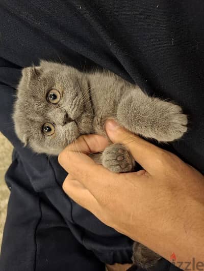 Scottish Fold cat for sale