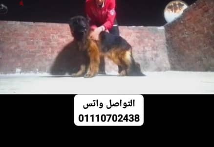 دكر جيرمن شيبرد جيرمن لونج هير German Shepherd Long Hair