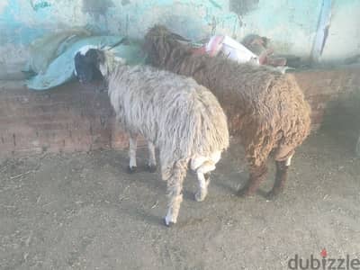 يوجد لدينا رباعيتنان لحمه مشاء الله تبارك الرحمان لباني مضنوش قبل كدا