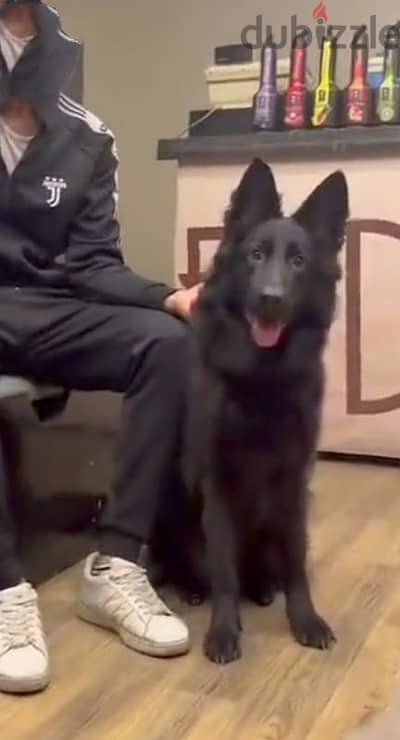 Female German Shepherd Royal black Long Hair All Papers FCI