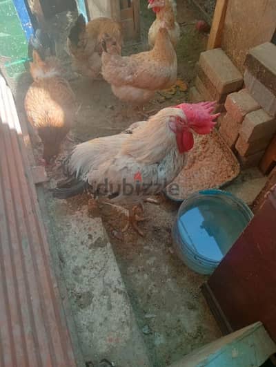 فراخ بلدى لتبيض 5فراخ وديك  للبيع لدواعي السفر