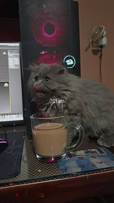 Scottish Fold cat for sale