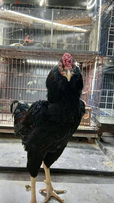 ديك حجازي