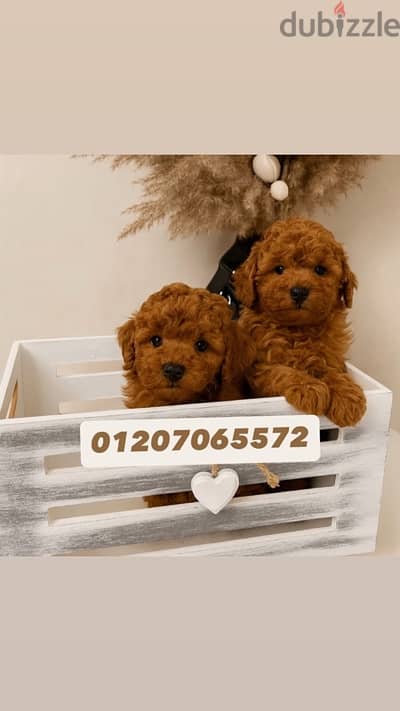 top quality toy poodle in egypt جراء توي بودل