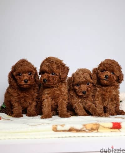 toy poodle puppies توي بودل