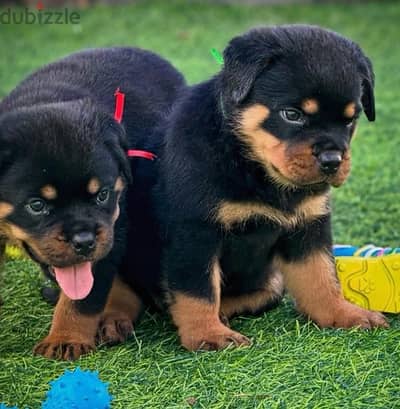 روت وايلر Rottweiler