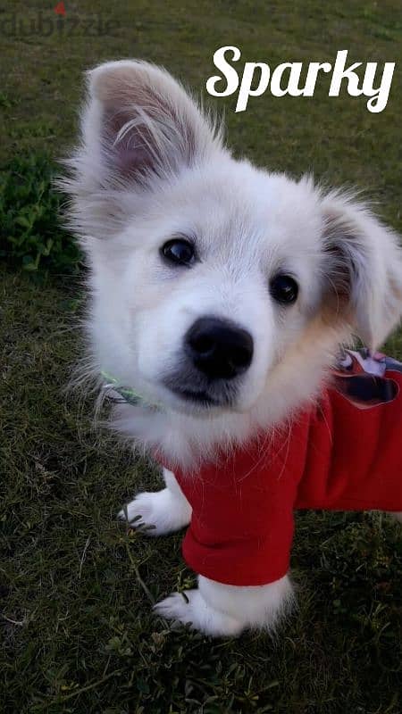 sparky 1