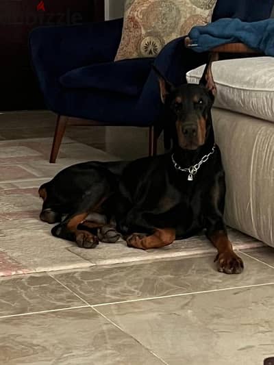 imported female doberman