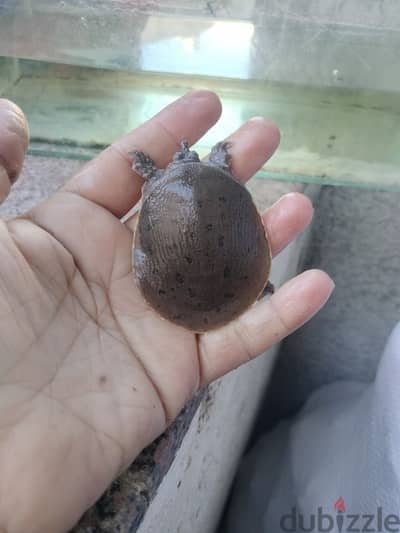 سلحفاه مائيه سوفت شيل مصرى