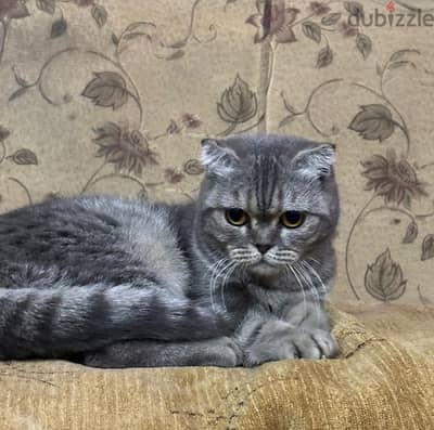 بنوته سكوتش فولد