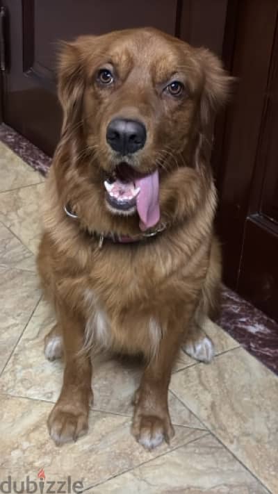 golden dog for mating