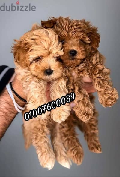 اجمل جراوي Maltipoo pure