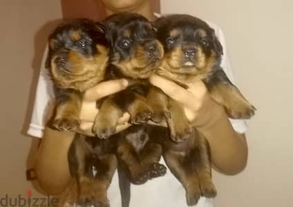 Rottweiler |  روت وايلر