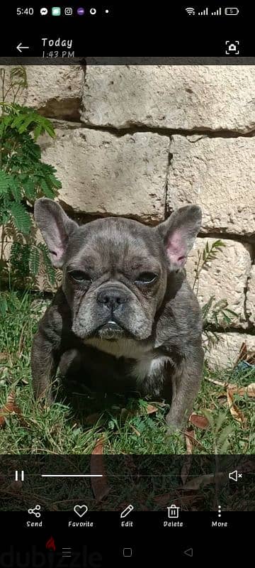 french bulldog female 1.5 year انثي فرنش بولدوج مستوي عالي