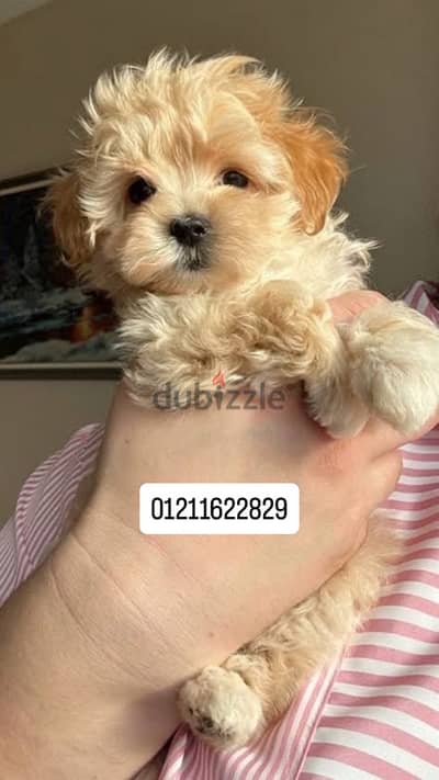 maltipoo puppies جراوي مالتيبو